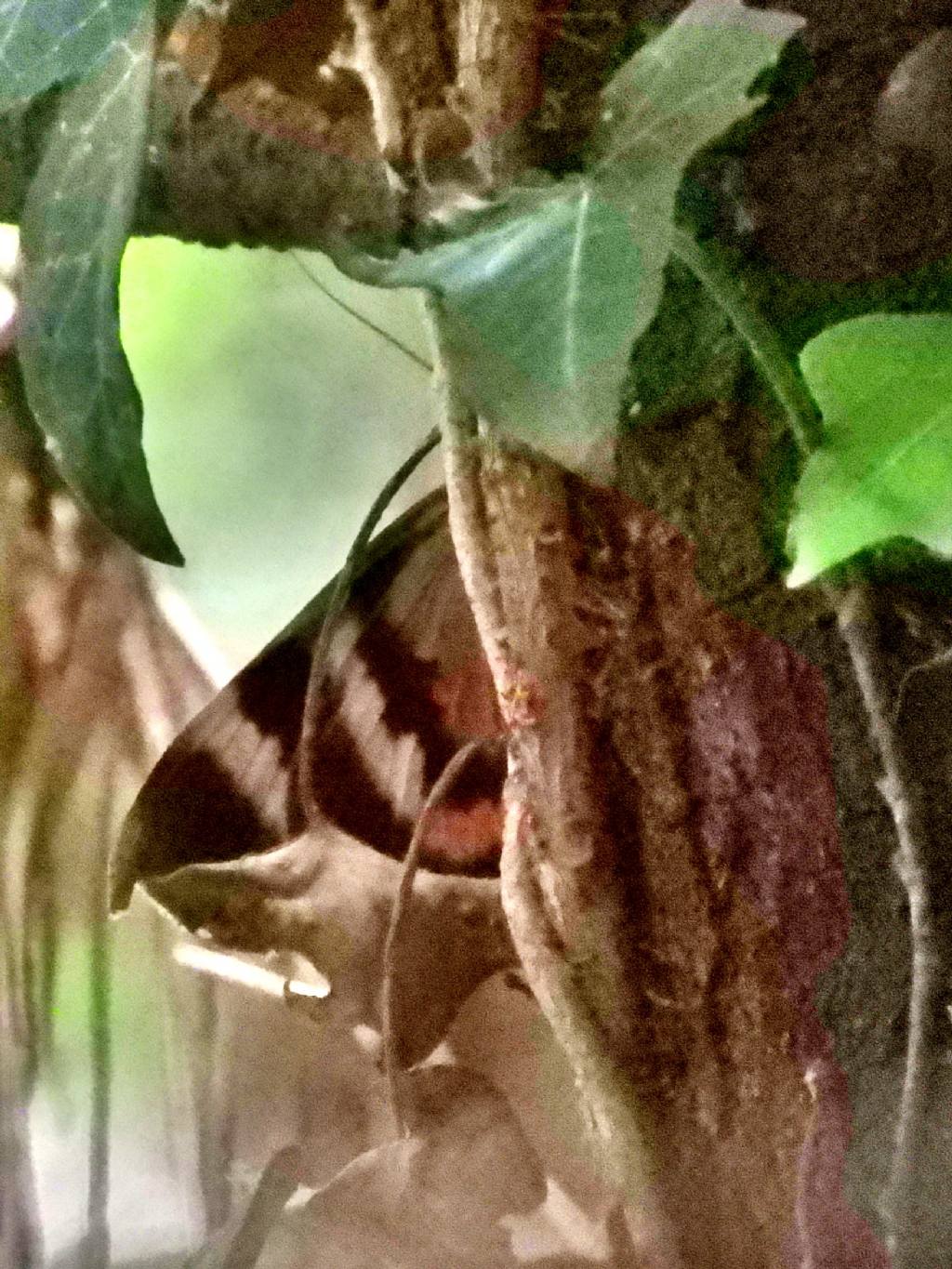 lepidottero a me sconosciuto (nuovo alieno?)  No,  Catocala sp., (Erebidae)